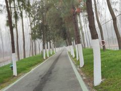 -合肥滨湖国家森林公园