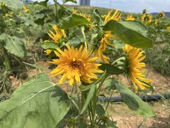 -光明小镇欢乐田园