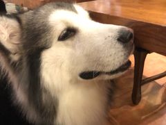 -more than meow吴止猫主题餐厅(承德 中船汇店)