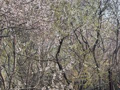 -桃花堤公园