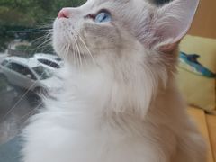 -CAT’S MEWSTAR CAFE·喵星球猫屋(晴湾咖啡店)