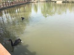 -溱湖国家湿地公园