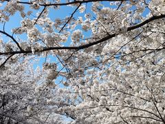 -高东镇樱花园