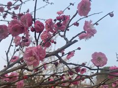 -香雪海