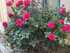 -香山湖渔家大院