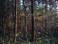 -青龙山国家森林公园