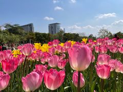 -香蜜公园