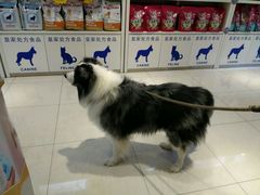 -创凡宠物医院·骨专科  猫科中心(西乡分院)