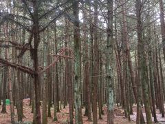 -重庆睡佛山森林公园