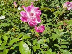 -人民公园(罗湖区)