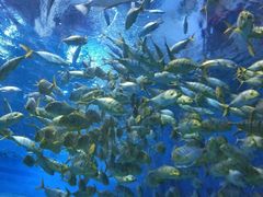 -华夏文旅海洋公园