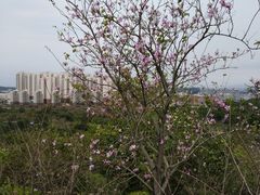 -聚龙山公园