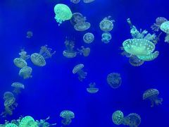 -江和美海洋公园