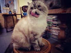 -猫色咖啡·猫咖