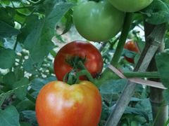 -武汉世外桃源农庄