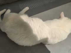 -琪喵猫屋·撸猫猫咖·猫舍