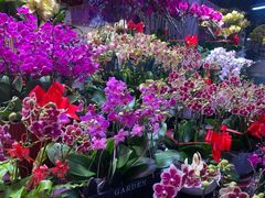 -花鸟鱼虫鲜花绿植市场(玉泉路店)