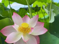 -梁鸿国家湿地公园