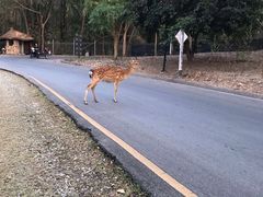 -清迈夜间动物园