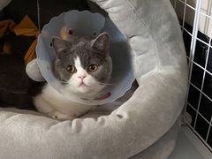 -伟伟宠物医院·CT影像中心·瑞派犬猫综合性门诊(汉口总院)