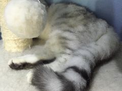 -喵的天空名猫咖啡馆·撸猫·猫舍·用品