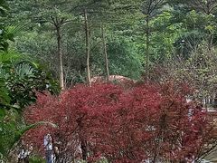-广州市帽峰山景区