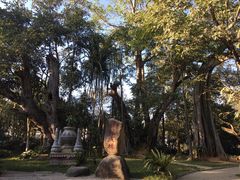 -瑞丽独树成林风景区