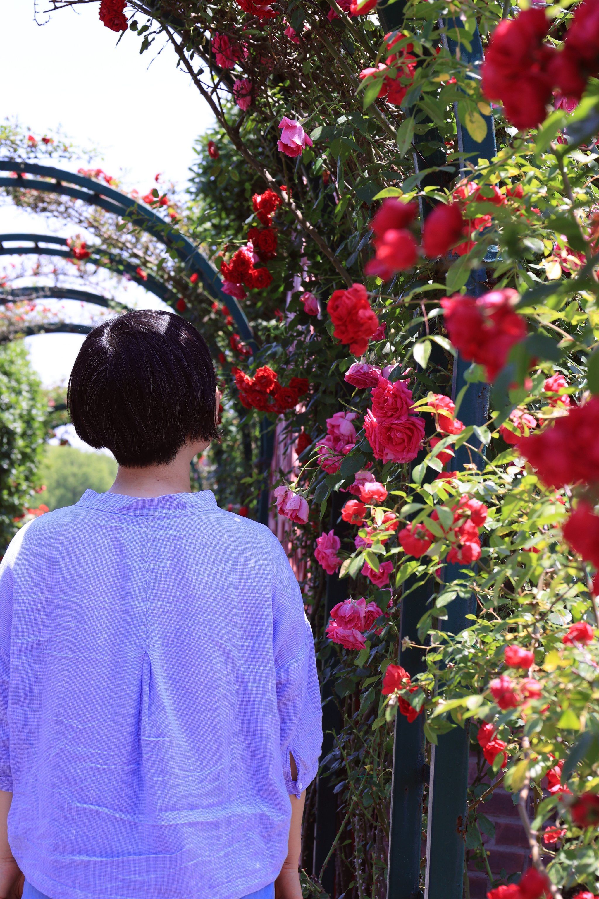 👑我找到了小王子的玫瑰园