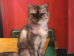 -猫色咖啡·猫咖