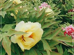 -莲花池公园