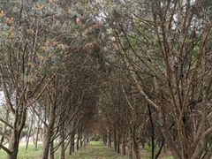 -秦始皇帝陵博物院-丽山园