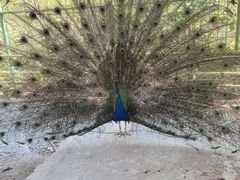 -瑞丽独树成林风景区