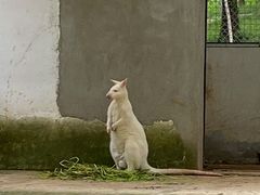 -合肥野生动物园