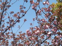 -高东镇樱花园