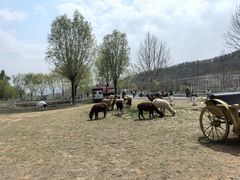 -大连铭湖国际观光牧场