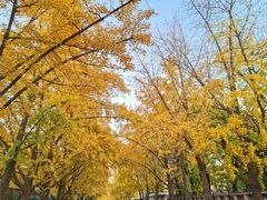 -三里屯东五街银杏大道