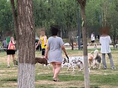-爪吧宠物乐园·宠物泳池(温榆河示范区店)