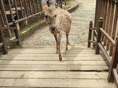 -栾川竹海野生动物园