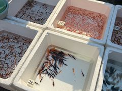 -哈尔滨道外花鸟鱼市场