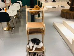 大堂-飞行喵MR PILOT|猫舍·猫咖(静安大融城店)