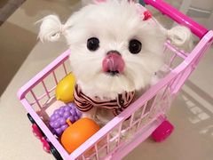 -萌宠之家·腊肠犬·马尔泰·小体犬舍