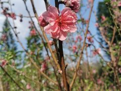 -桃花涧