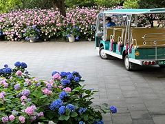 -上海滨江森林公园