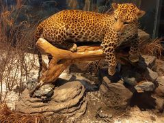 -陕西自然博物馆