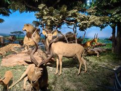 -国家自然博物馆