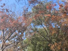 -金鸡湖桃花岛
