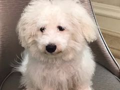 -MOLLY'S萌宠生活馆