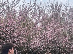 -武汉大学-樱园