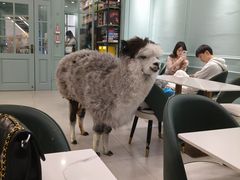 -安格丽娜·狗咖·猫咖羊驼咖(春熙路百盛商场店)