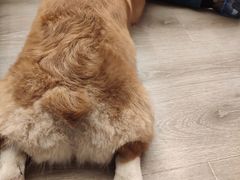 -浣熊柯尔鸭土拨鼠·电玩咖